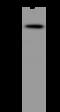 Semaphorin 6D antibody, 204572-T32, Sino Biological, Western Blot image 