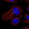 HID1 Domain Containing antibody, PA5-65096, Invitrogen Antibodies, Immunofluorescence image 