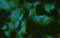 Neuronal Cell Adhesion Molecule antibody, 821602, BioLegend, Immunocytochemistry image 