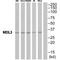 Nei Like DNA Glycosylase 3 antibody, A05497, Boster Biological Technology, Western Blot image 