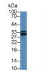 IKBKB Interacting Protein antibody, LS-C294622, Lifespan Biosciences, Western Blot image 