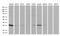 Transcription Elongation Factor A N-Terminal And Central Domain Containing 2 antibody, MA5-27127, Invitrogen Antibodies, Western Blot image 