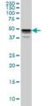 MAP kinase-interacting serine/threonine-protein kinase 1 antibody, H00008569-M06, Novus Biologicals, Western Blot image 