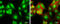 DNA Damage Inducible Transcript 3 antibody, GTX109226, GeneTex, Immunofluorescence image 