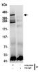 TRX1 antibody, GTX17959, GeneTex, Immunoprecipitation image 