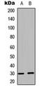 BCL2 Like 1 antibody, MBS8223308, MyBioSource, Western Blot image 