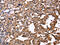 Interleukin 1 Alpha antibody, CSB-PA584603, Cusabio, Immunohistochemistry frozen image 