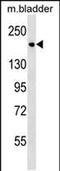 SAM And SH3 Domain Containing 1 antibody, PA5-49173, Invitrogen Antibodies, Western Blot image 