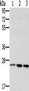 RAB8A, Member RAS Oncogene Family antibody, CSB-PA249917, Cusabio, Western Blot image 