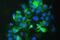 NaPi-2b antibody, A03957-1, Boster Biological Technology, Immunofluorescence image 