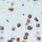 Cell Division Cycle Associated 4 antibody, LS-C358936, Lifespan Biosciences, Immunohistochemistry paraffin image 