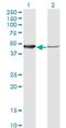 Nuclear Distribution C, Dynein Complex Regulator antibody, H00010726-M02, Novus Biologicals, Western Blot image 