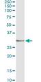 Ependymin Related 1 antibody, H00054749-M01, Novus Biologicals, Immunoprecipitation image 