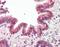 ELC antibody, orb96383, Biorbyt, Immunohistochemistry paraffin image 