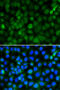 Histone Cluster 4 H4 antibody, abx005401, Abbexa, Western Blot image 