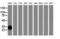 Sulfotransferase 1A1 antibody, LS-C172427, Lifespan Biosciences, Western Blot image 