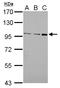 F4/80 antibody, LS-C185444, Lifespan Biosciences, Western Blot image 