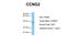 Cyclin G2 antibody, NBP1-79935, Novus Biologicals, Western Blot image 