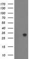 Zinc Finger AN1-Type Containing 2B antibody, LS-C172686, Lifespan Biosciences, Western Blot image 