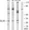 Distal-Less Homeobox 5 antibody, abx013545, Abbexa, Western Blot image 
