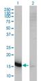 Chemokine-like factor superfamily member 5 antibody, H00116173-M01, Novus Biologicals, Western Blot image 