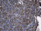 Aquaporin 8 antibody, LS-C792574, Lifespan Biosciences, Immunohistochemistry paraffin image 