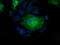 Profilin 1 antibody, LS-C115262, Lifespan Biosciences, Immunofluorescence image 