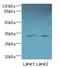 Transmembrane Protein 71 antibody, LS-C394836, Lifespan Biosciences, Western Blot image 