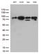 DExD-Box Helicase 50 antibody, M12041, Boster Biological Technology, Western Blot image 