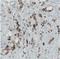 Polybromo 1 antibody, NBP2-30673, Novus Biologicals, Immunohistochemistry frozen image 