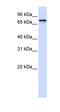 Signal Recognition Particle 68 antibody, orb330146, Biorbyt, Western Blot image 