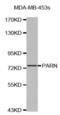 Poly(A)-specific ribonuclease PARN antibody, abx002935, Abbexa, Western Blot image 