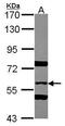 Sorting Nexin 2 antibody, GTX114788, GeneTex, Western Blot image 