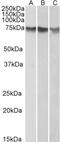 Activating Transcription Factor 2 antibody, LS-C20128, Lifespan Biosciences, Western Blot image 