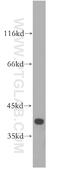 Family With Sequence Similarity 118 Member B antibody, 18159-1-AP, Proteintech Group, Western Blot image 