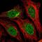 Syntaxin 12 antibody, PA5-65939, Invitrogen Antibodies, Immunofluorescence image 