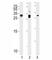 Cyclin Dependent Kinase Inhibitor 1B antibody, F47704-0.4ML, NSJ Bioreagents, Western Blot image 