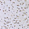 Elongation Factor Tu GTP Binding Domain Containing 2 antibody, LS-C346198, Lifespan Biosciences, Immunohistochemistry frozen image 