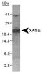 G antigen family D member 2 antibody, PA1-32314, Invitrogen Antibodies, Western Blot image 
