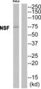 N-Ethylmaleimide Sensitive Factor, Vesicle Fusing ATPase antibody, abx015000, Abbexa, Western Blot image 