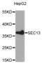 SEC13 Homolog, Nuclear Pore And COPII Coat Complex Component antibody, STJ113615, St John