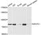 Nuclear Factor Of Activated T Cells 1 antibody, A1539, ABclonal Technology, Western Blot image 