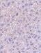 Fem-1 Homolog B antibody, PA1-30706, Invitrogen Antibodies, Immunohistochemistry frozen image 