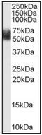 F-Box And Leucine Rich Repeat Protein 3 antibody, AP08985PU-N, Origene, Western Blot image 