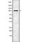 Mindbomb E3 Ubiquitin Protein Ligase 1 antibody, abx216853, Abbexa, Western Blot image 