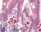 Acyl-CoA Thioesterase 11 antibody, LS-B2961, Lifespan Biosciences, Immunohistochemistry frozen image 
