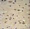 Delta Like Non-Canonical Notch Ligand 2 antibody, LS-C167438, Lifespan Biosciences, Immunohistochemistry frozen image 