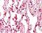 Collagen Type XX Alpha 1 Chain antibody, orb215244, Biorbyt, Immunohistochemistry paraffin image 