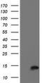 Cystatin C antibody, NBP2-01875, Novus Biologicals, Western Blot image 