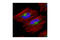 Ras Related GTP Binding C antibody, 3360S, Cell Signaling Technology, Immunocytochemistry image 